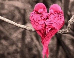 loveheartbirds